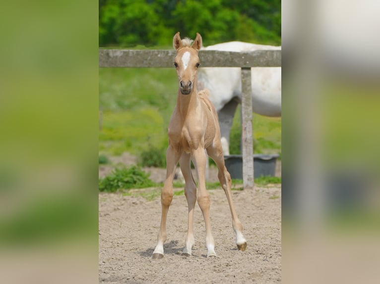 Partbred árabe Yegua Potro (01/2026) Palomino in Helvoirt