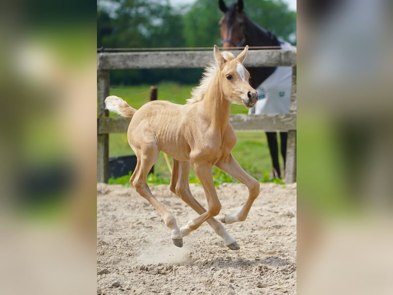 Partbred árabe Yegua Potro (01/2026) Palomino in Helvoirt