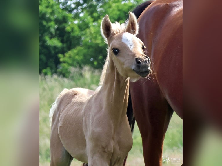 Partbred árabe Yegua Potro (01/2026) Palomino in Helvoirt