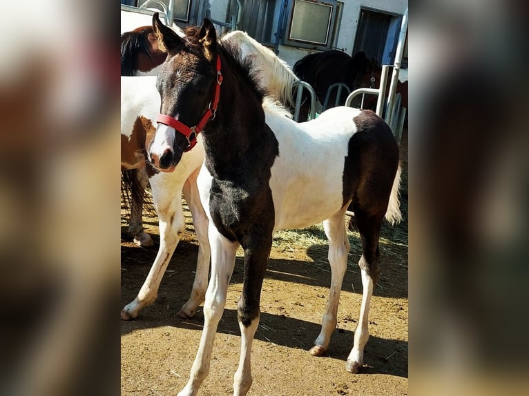 Partbred árabe Yegua Potro (05/2025) Pío in Nesselw&#xE4;ngle