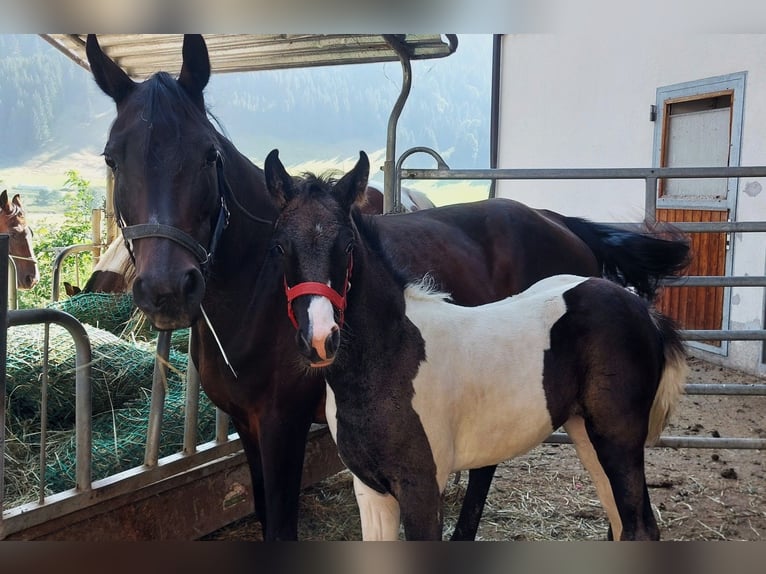 Partbred árabe Yegua Potro (05/2025) Pío in Nesselw&#xE4;ngle