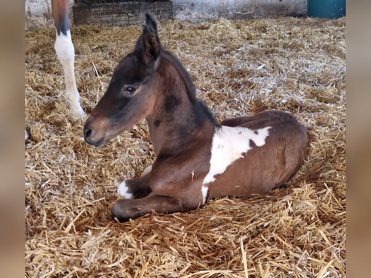 Partbred árabe Yegua Potro (05/2026) Pío in Reibers