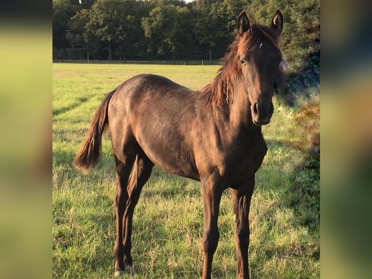 Partbred árabe Yegua Potro (03/2025) Tordillo negro in VERNON
