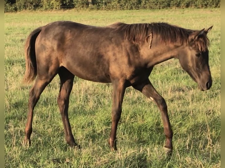 Partbred árabe Yegua Potro (03/2025) Tordillo negro in VERNON