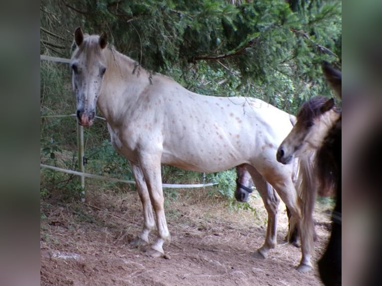 Paso Fino Mestizo Caballo castrado 14 años 142 cm Atigrado/Moteado in Arnbruck