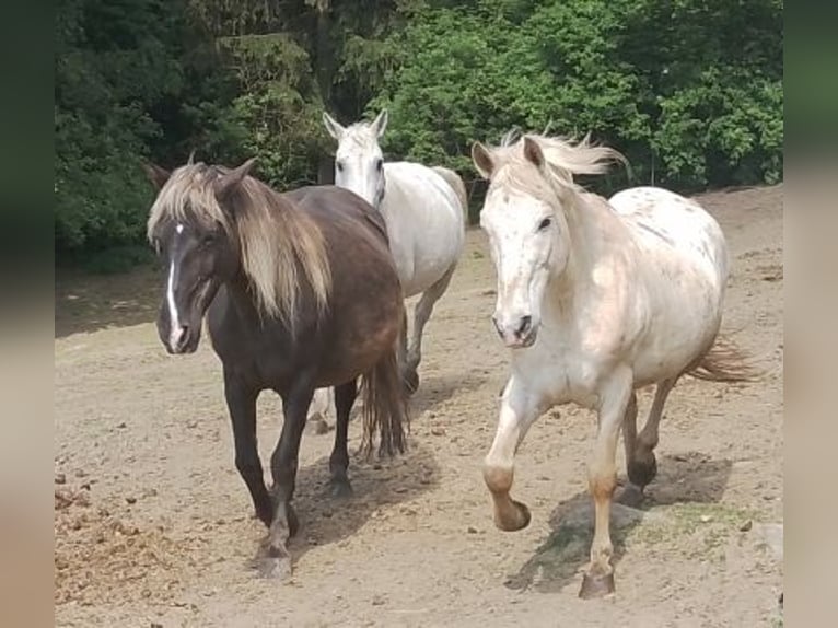 Paso Fino Mestizo Caballo castrado 14 años 142 cm Atigrado/Moteado in Arnbruck