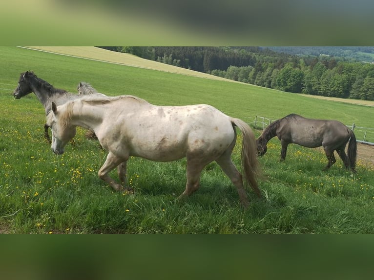 Paso Fino Mestizo Caballo castrado 14 años 142 cm Atigrado/Moteado in Arnbruck