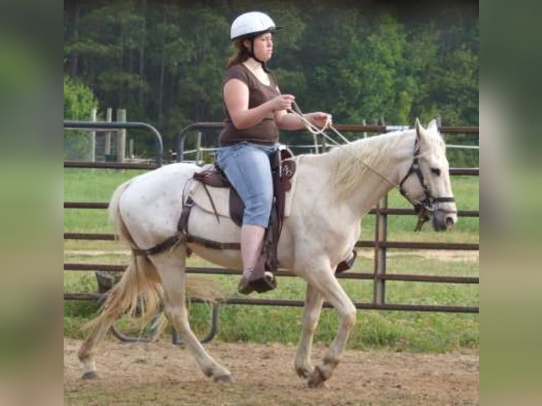 Paso Fino Mestizo Caballo castrado 14 años 142 cm Atigrado/Moteado in Arnbruck