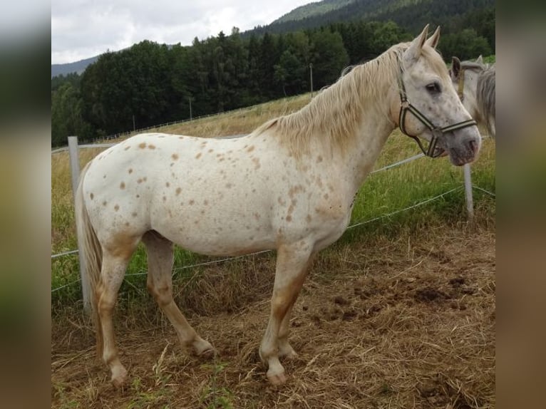 Paso Fino Mestizo Caballo castrado 14 años 142 cm Atigrado/Moteado in Arnbruck