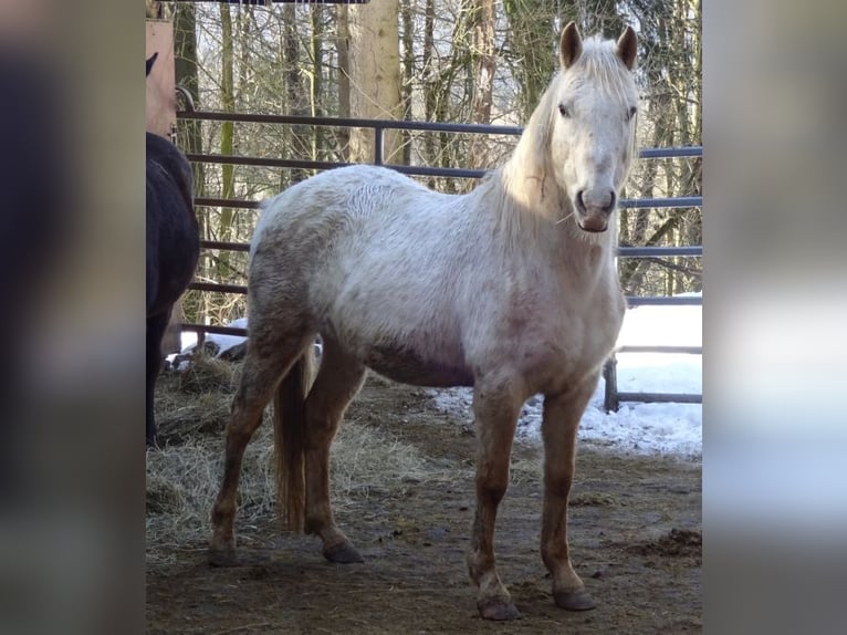 Paso Fino Mestizo Caballo castrado 14 años 142 cm Atigrado/Moteado in Arnbruck