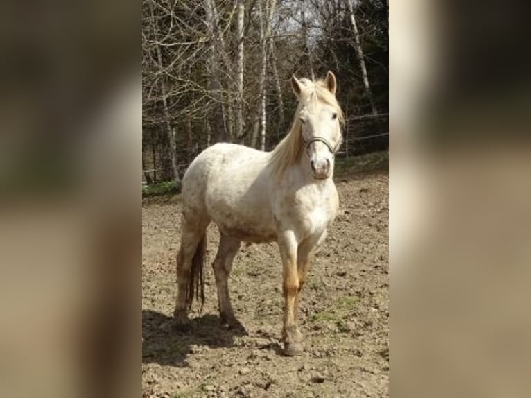 Paso Fino Mestizo Caballo castrado 14 años 142 cm Atigrado/Moteado in Arnbruck