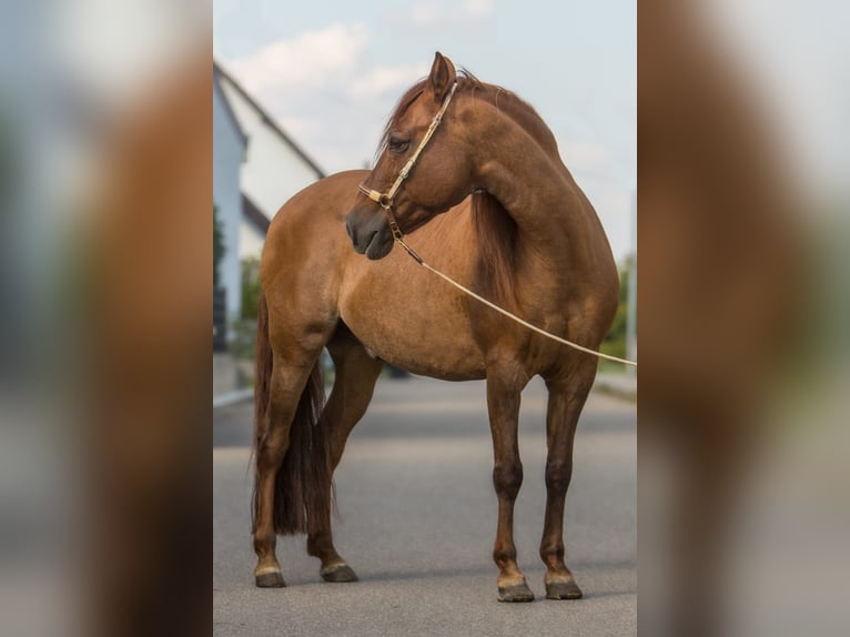 Paso Fino Caballo castrado 16 años 141 cm Alazán in Aletshausen