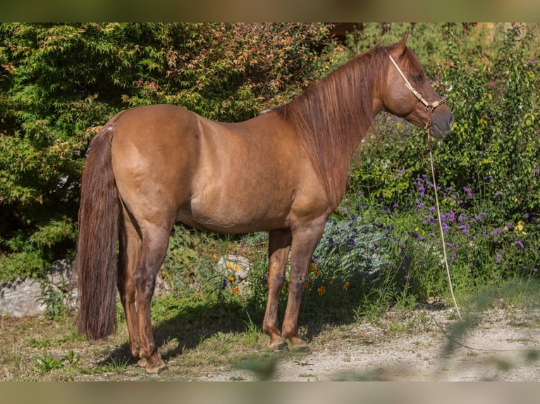 Paso Fino Caballo castrado 16 años 141 cm Alazán in Aletshausen