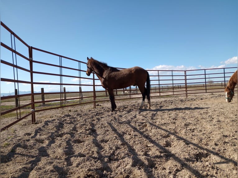 Paso Fino Mestizo Caballo castrado 17 años 152 cm Castaño rojizo in Ogden