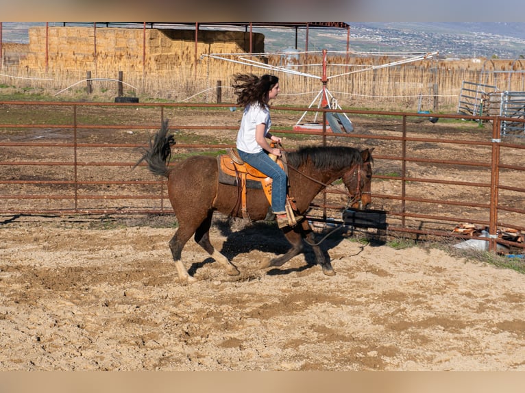 Paso Fino Mestizo Caballo castrado 17 años 152 cm Castaño rojizo in Ogden