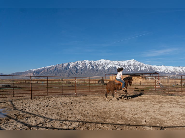 Paso Fino Mestizo Caballo castrado 17 años 152 cm Castaño rojizo in Ogden