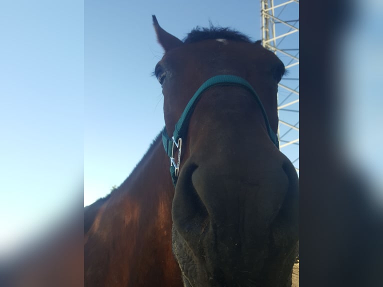 Paso Fino Mestizo Caballo castrado 17 años 152 cm Castaño rojizo in Ogden