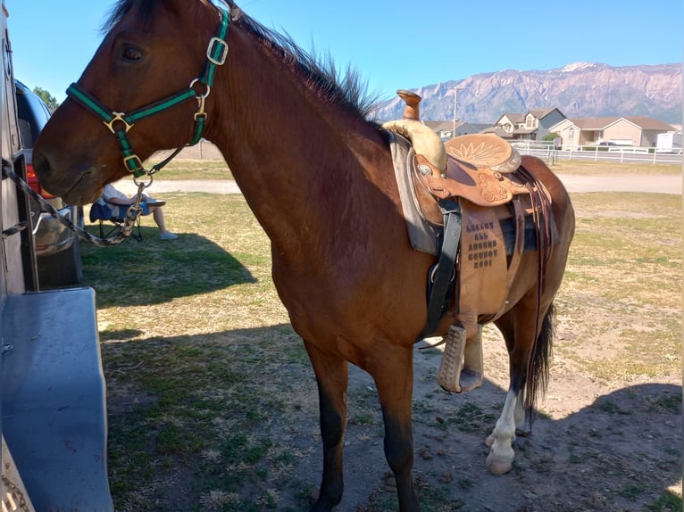 Paso Fino Mestizo Caballo castrado 17 años 152 cm Castaño rojizo in Ogden