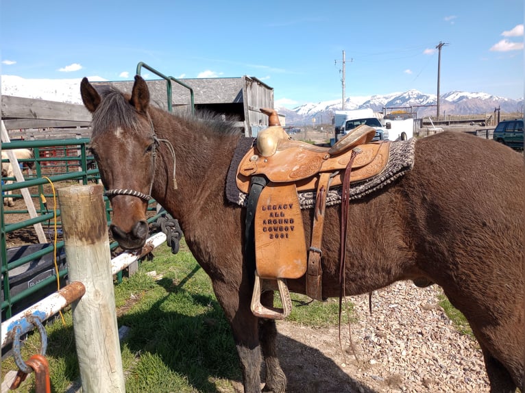 Paso Fino Mestizo Caballo castrado 17 años 152 cm Castaño rojizo in Ogden