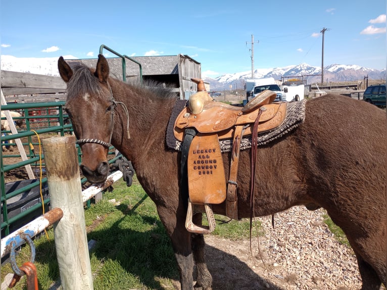 Paso Fino Mestizo Caballo castrado 17 años 152 cm Castaño rojizo in Ogden