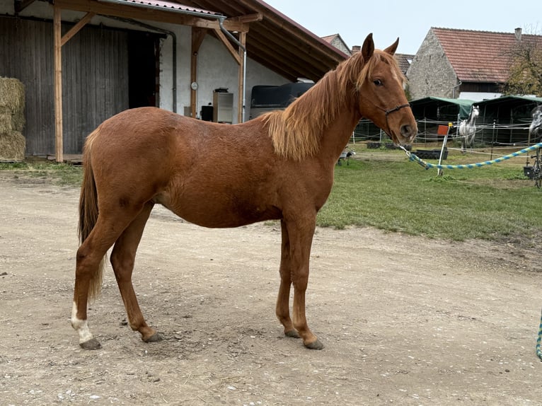 Paso Fino Caballo castrado 2 años 130 cm in Wiesentheid