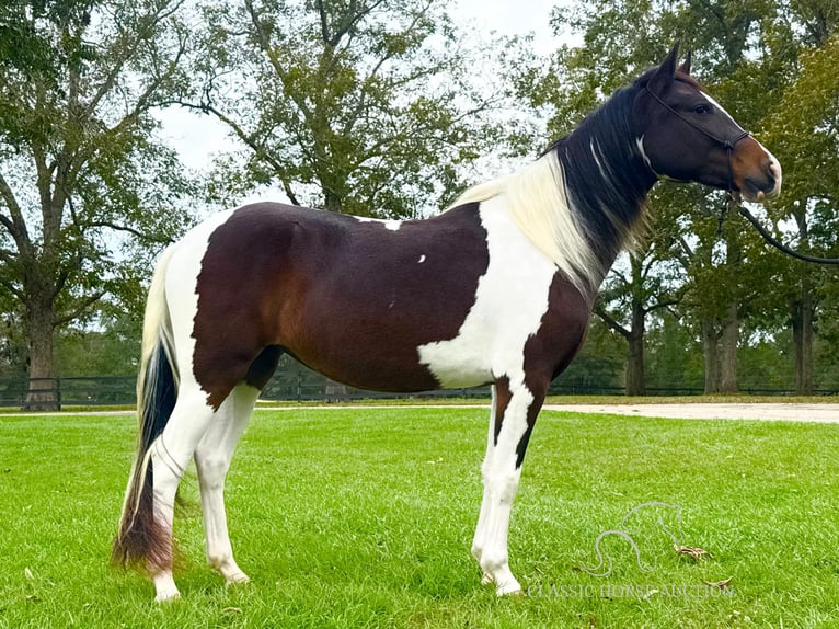 Paso Fino Caballo castrado 2 años 142 cm Tobiano-todas las-capas in Poplarville,MS