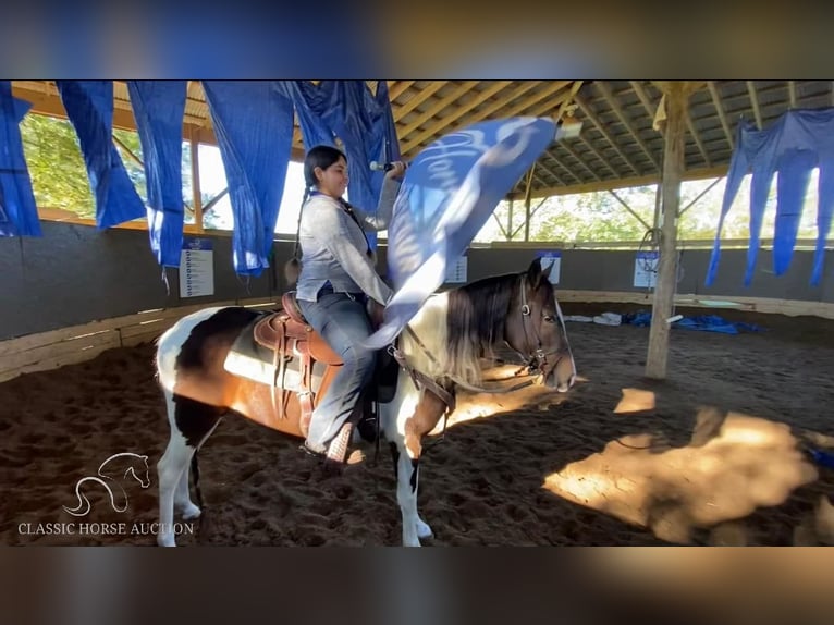 Paso Fino Caballo castrado 2 años 142 cm Tobiano-todas las-capas in Poplarville,MS