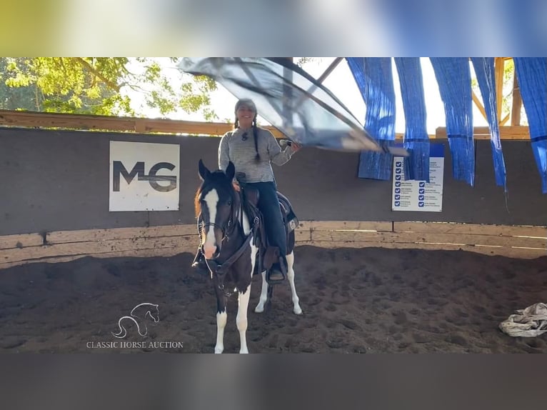 Paso Fino Caballo castrado 2 años 142 cm Tobiano-todas las-capas in Poplarville,MS