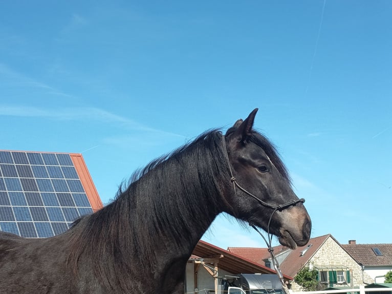 Paso Fino Caballo castrado 2 años 145 cm Negro in Wiesentheid