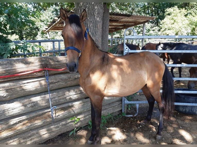 Paso Fino Mestizo Caballo castrado 2 años Bayo in Morsbach