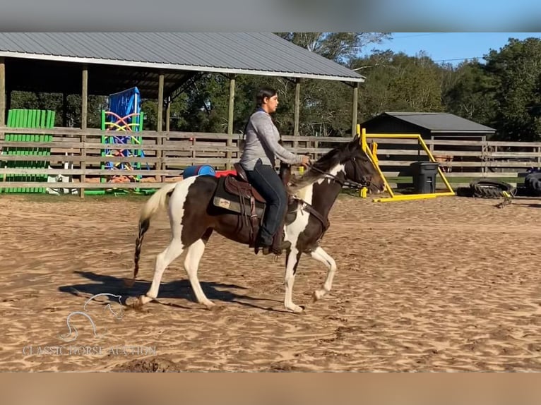 Paso Fino Caballo castrado 3 años 142 cm Tobiano-todas las-capas in Poplarville,MS