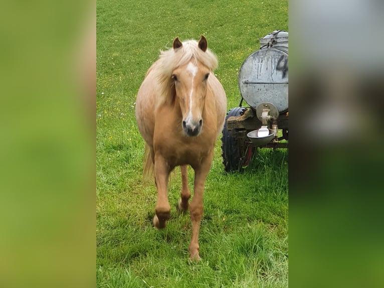 Paso Fino Mestizo Caballo castrado 3 años 144 cm Palomino in Waldeck