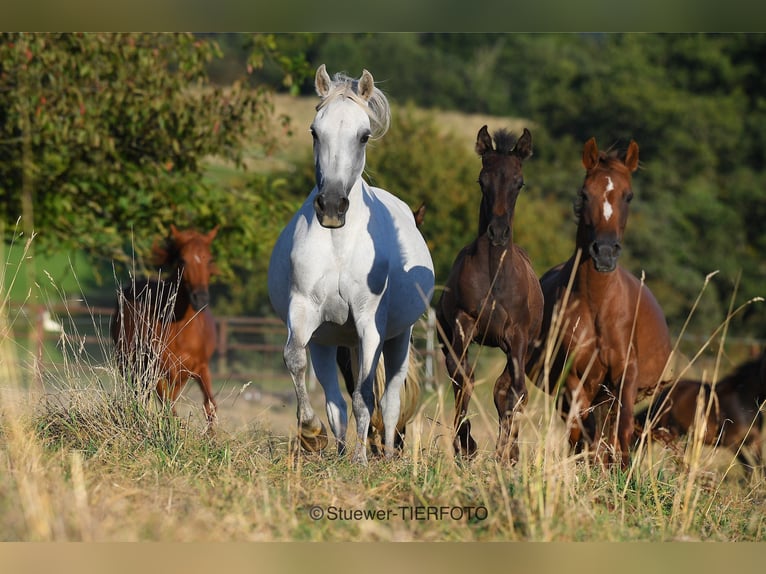 Paso Fino Caballo castrado 3 años Negro in Morsbach