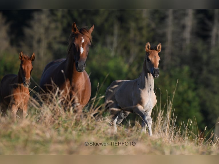 Paso Fino Caballo castrado 3 años Negro in Morsbach