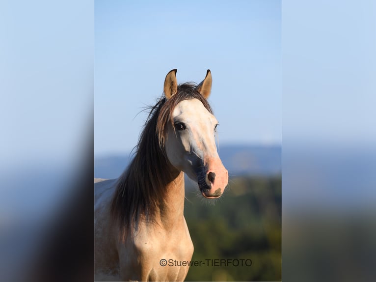 Paso Fino Caballo castrado 3 años Negro in Morsbach