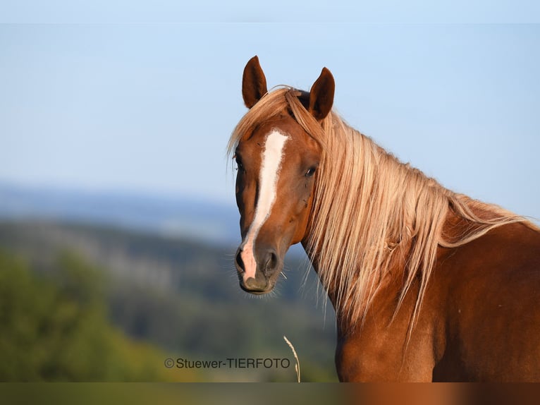 Paso Fino Caballo castrado 3 años Negro in Morsbach