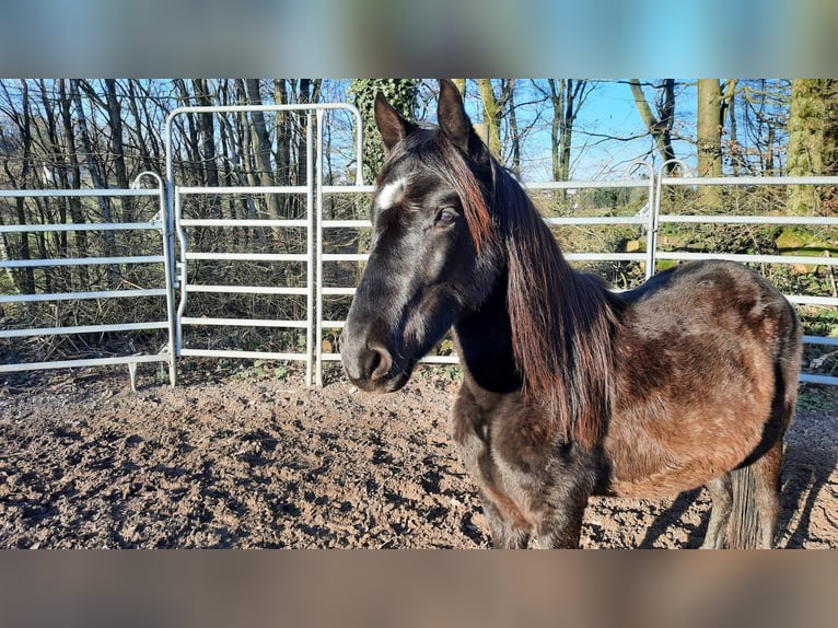 Paso Fino Caballo castrado 3 años Negro in Morsbach