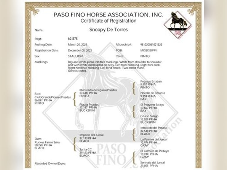 Paso Fino Caballo castrado 3 años Pío in Poplarville, MS