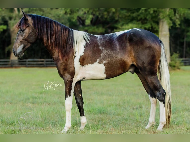 Paso Fino Caballo castrado 4 años 142 cm Tobiano-todas las-capas in Poplarville, MS