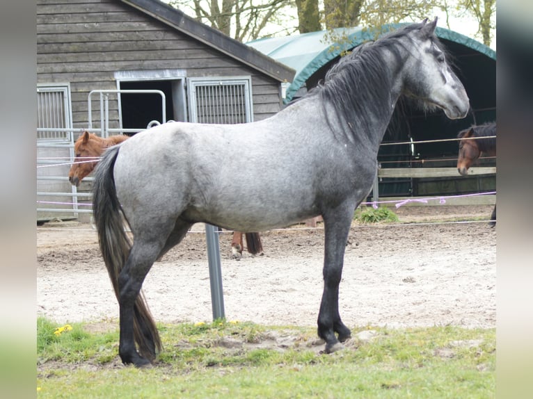 Paso Fino Caballo castrado 4 años 143 cm Tordo in Orvelte