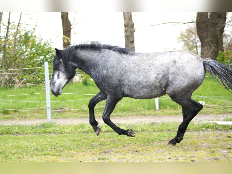 Paso Fino Caballo castrado 4 años 143 cm Tordo in Orvelte