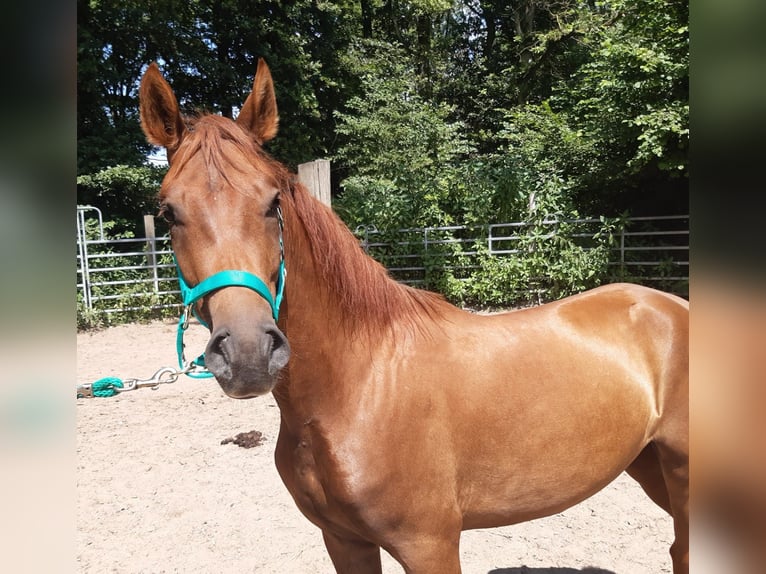 Paso Fino Caballo castrado 4 años Alazán rojizo in Morsbach