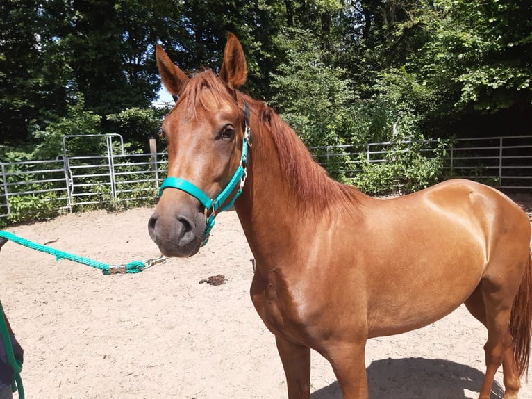 Paso Fino Caballo castrado 4 años Alazán rojizo in Morsbach