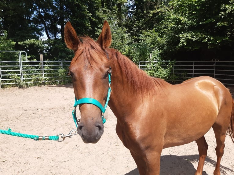 Paso Fino Caballo castrado 4 años Alazán rojizo in Morsbach