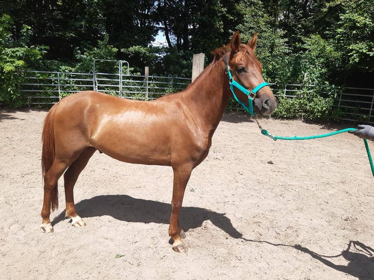 Paso Fino Caballo castrado 4 años Alazán rojizo in Morsbach