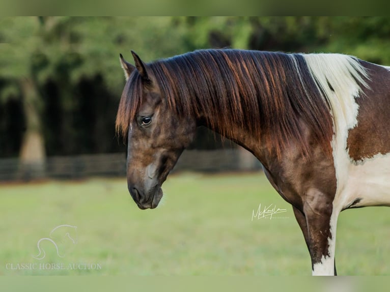 Paso Fino Caballo castrado 5 años 142 cm Tobiano-todas las-capas in Poplarville, MS