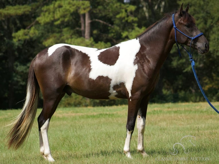 Paso Fino Caballo castrado 5 años 142 cm Tobiano-todas las-capas in Poplarville, MS