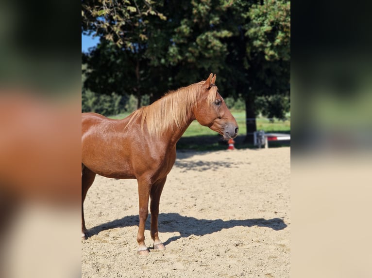 Paso Fino Caballo castrado 5 años 143 cm Alazán in Grabenstätt