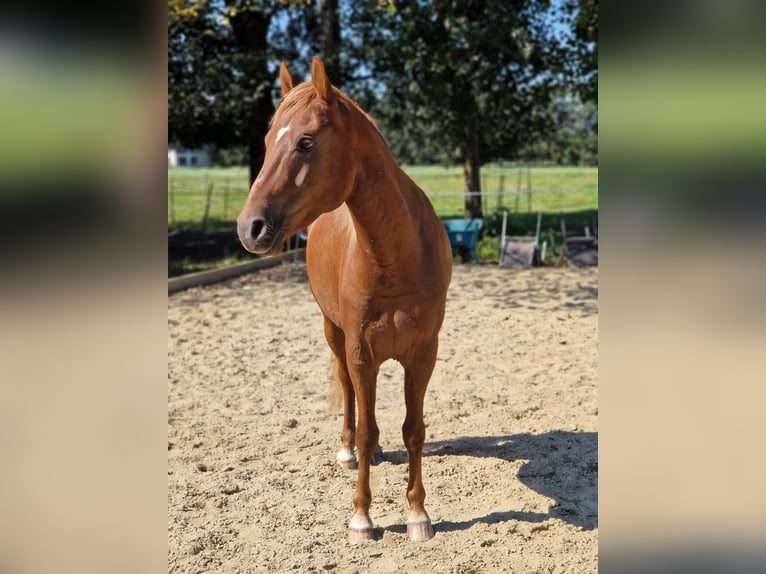 Paso Fino Caballo castrado 5 años 143 cm Alazán in Grabenstätt