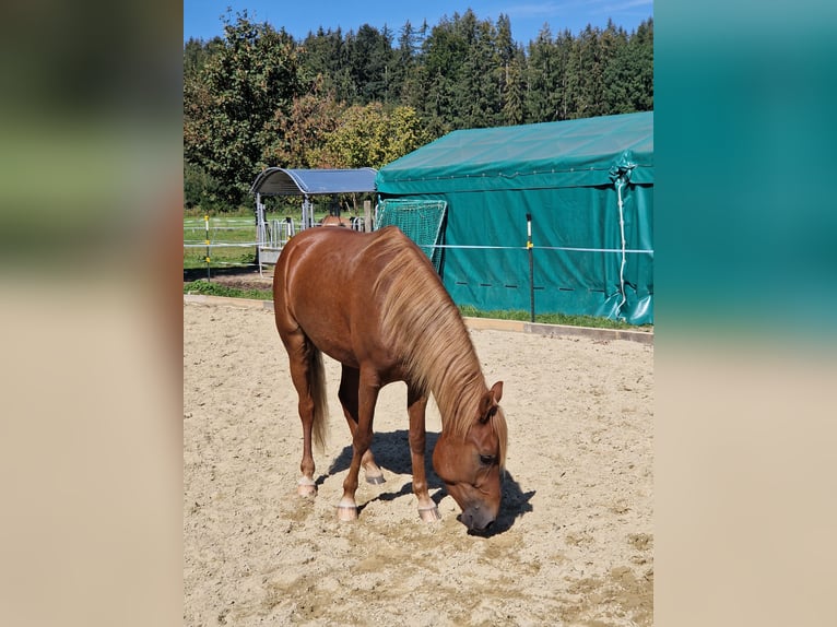 Paso Fino Caballo castrado 5 años 143 cm Alazán in Grabenstätt